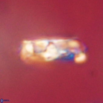 Zygodiscus clausus 69257