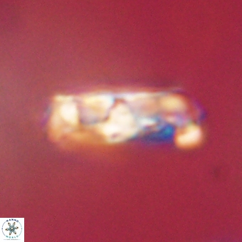 Zygodiscus clausus 69257