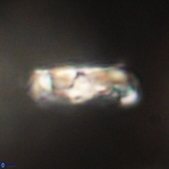 Zygodiscus clausus 69258