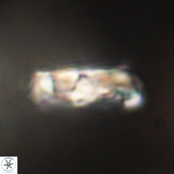 Zygodiscus clausus 69258