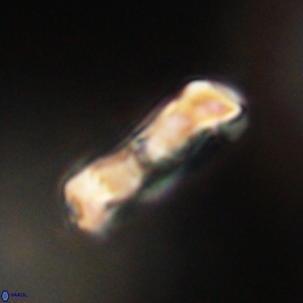 Zygodiscus clausus 69259