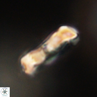 Zygodiscus clausus 69259