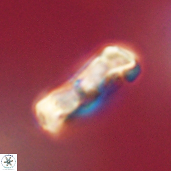 Zygodiscus clausus 69260