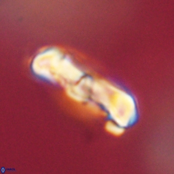 Zygodiscus clausus 69261