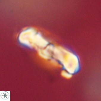 Zygodiscus clausus 69261