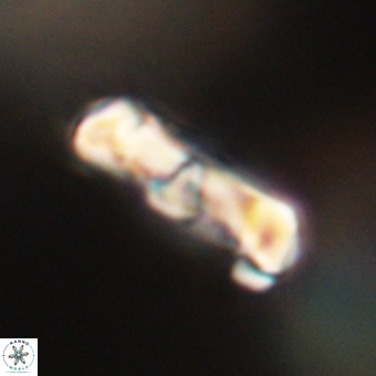 Zygodiscus clausus 69262