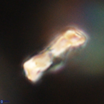 Zygodiscus clausus 69263