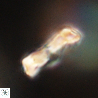 Zygodiscus clausus 69263