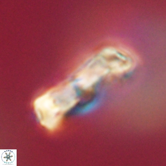 Zygodiscus clausus 69264