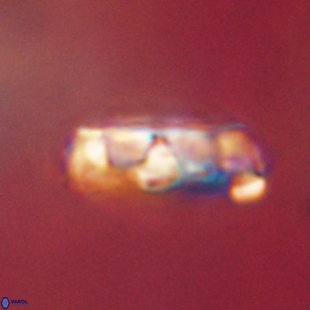 Zygodiscus clausus 69266