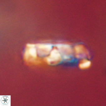 Zygodiscus clausus 69266
