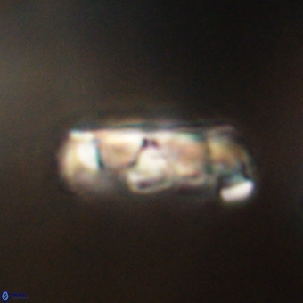 Zygodiscus clausus 69267