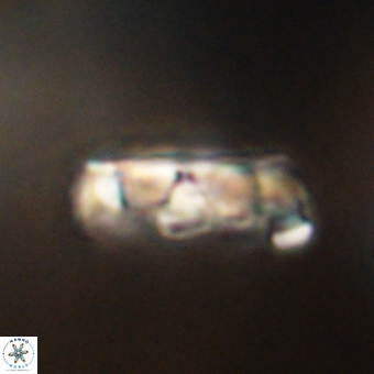 Zygodiscus clausus 69267