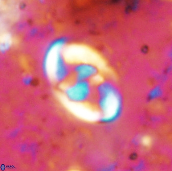 Zygodiscus dipligefyra 50038