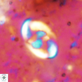 Zygodiscus dipligefyra 50038