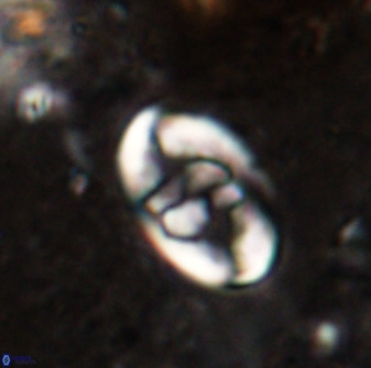 Zygodiscus herlyni 50029