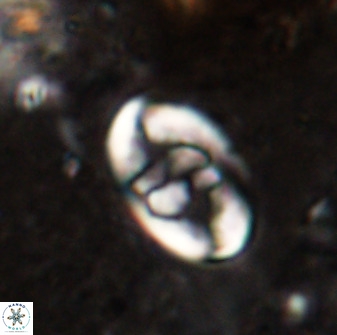 Zygodiscus herlyni 50029