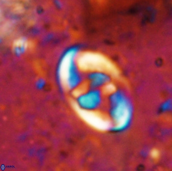 Zygodiscus herlyni 50030