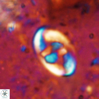 Zygodiscus herlyni 50030