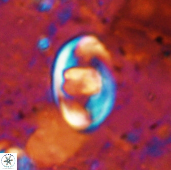 Zygodiscus herlyni 50031