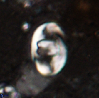 Zygodiscus herlyni 50032