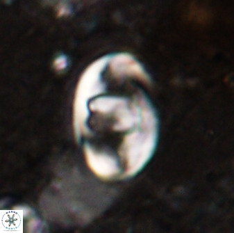 Zygodiscus herlyni 50032