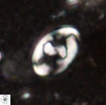 Zygodiscus herlyni 50033