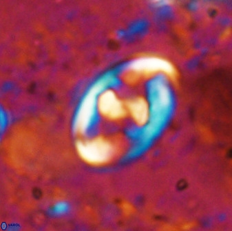 Zygodiscus herlyni 50034