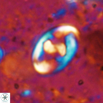Zygodiscus herlyni 50034