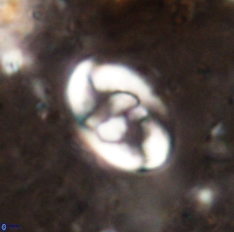 Zygodiscus herlyni 50037