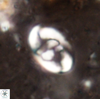 Zygodiscus herlyni 50037