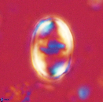 Zygodiscus herlyni 60792