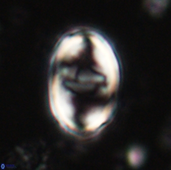 Zygodiscus herlyni 60793
