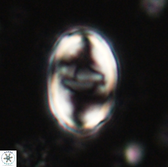 Zygodiscus herlyni 60793