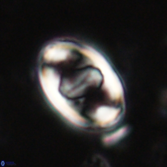 Zygodiscus herlyni 60794