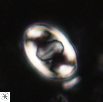 Zygodiscus herlyni 60794