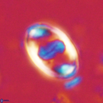 Zygodiscus herlyni 60795