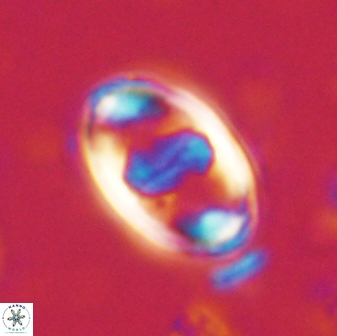 Zygodiscus herlyni 60795