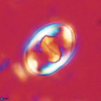 Zygodiscus herlyni 60796
