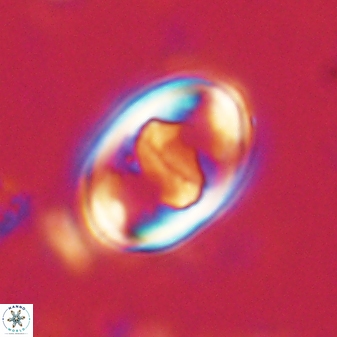 Zygodiscus herlyni 60796