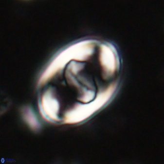 Zygodiscus herlyni 60797