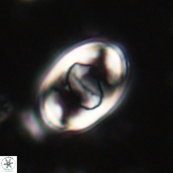 Zygodiscus herlyni 60797