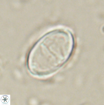 Zygodiscus herlyni 60798