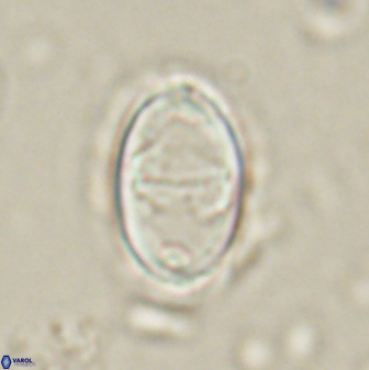 Zygodiscus herlyni 60799