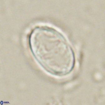 Zygodiscus herlyni 60801