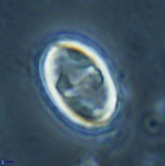 Zygodiscus herlyni 60802