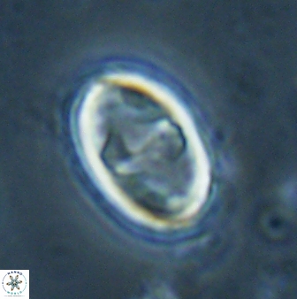 Zygodiscus herlyni 60802