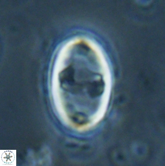 Zygodiscus herlyni 60803