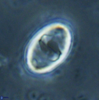 Zygodiscus herlyni 60804