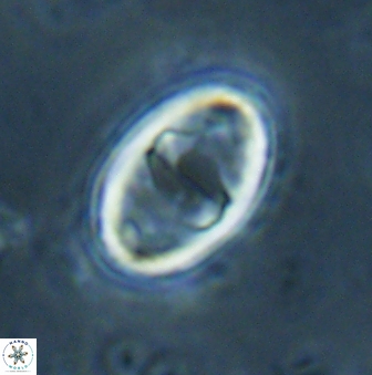 Zygodiscus herlyni 60804